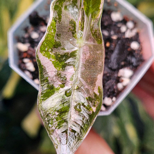 알로카시아 푸세이도 산데리아나 핑크바리에가타