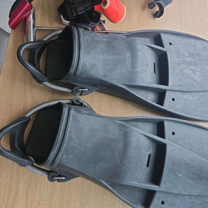 제트핀 (대만산) 이미지