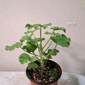 캔디플라워 피치클라우드