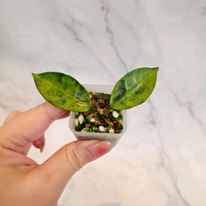 호야 라쿠노사 아마릴로 1번