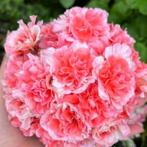 제라늄 태양의심장 초대품