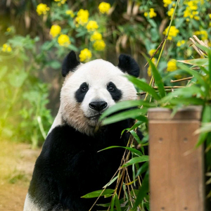 에버랜드 자유이용권 종일권