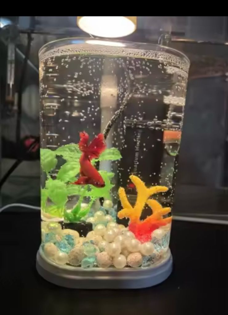 ONKA 미니 어항 LED 무드등어항(새것)--4