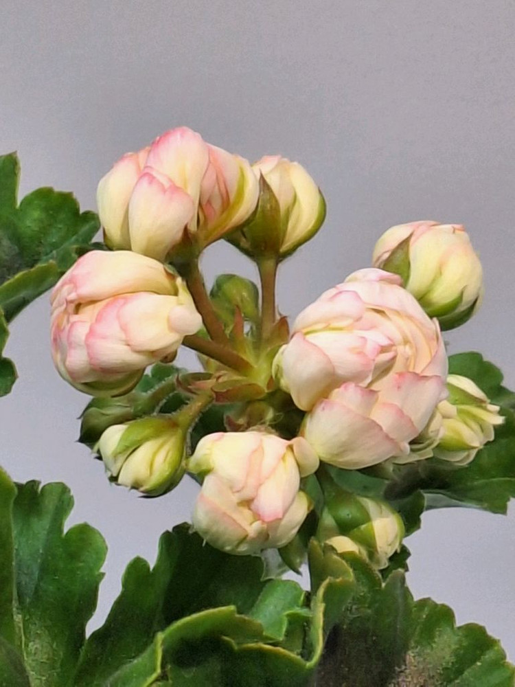 제라늄 프린스구스타프 특대품--1