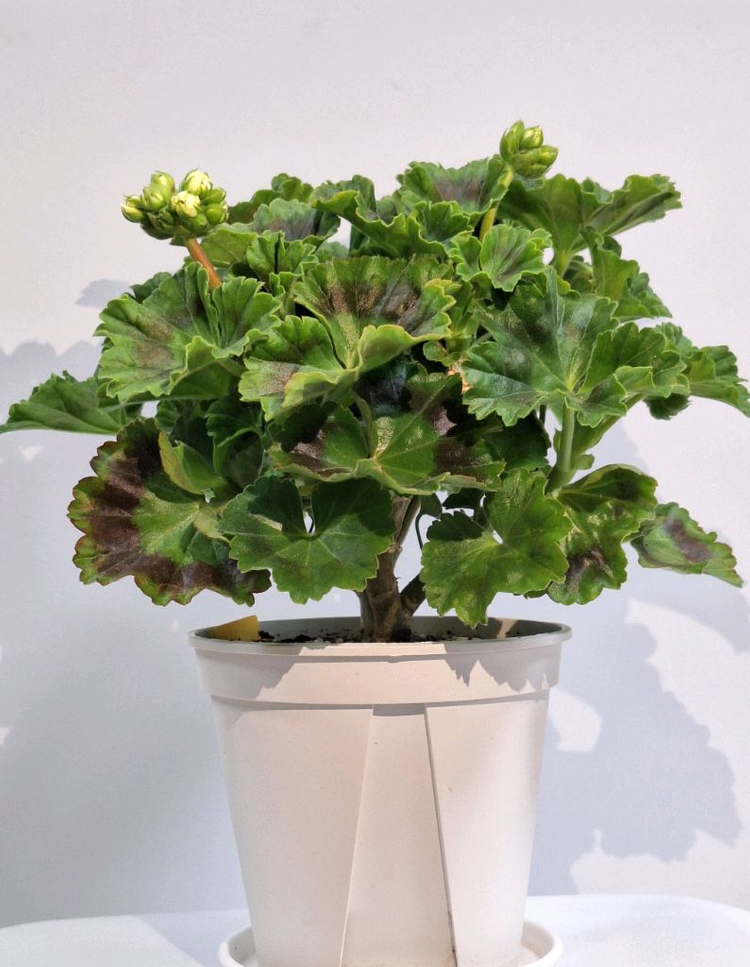 제라늄 프린스구스타프 특대품--2