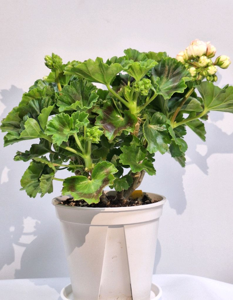 제라늄 프린스구스타프 특대품--3