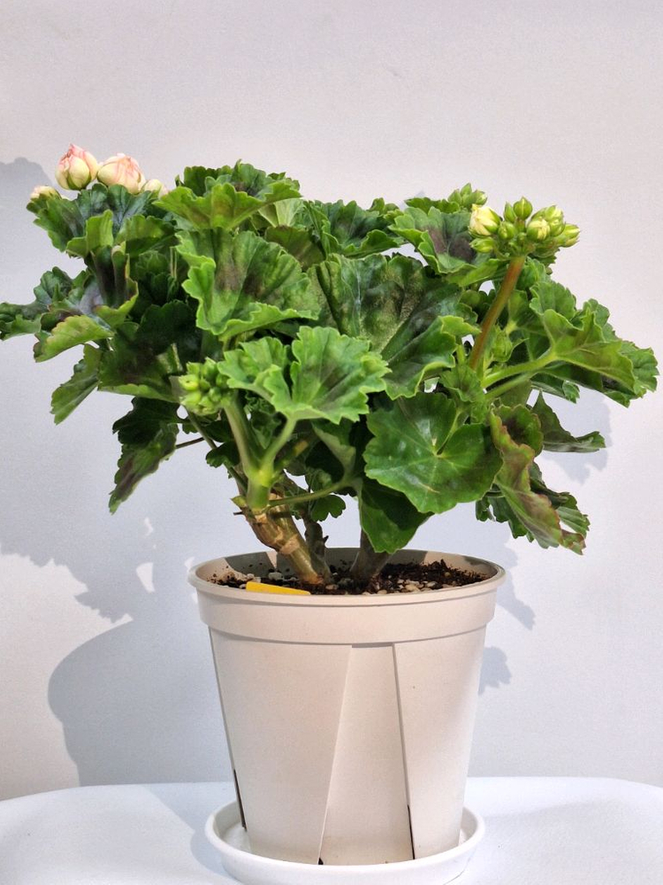 제라늄 프린스구스타프 특대품--4