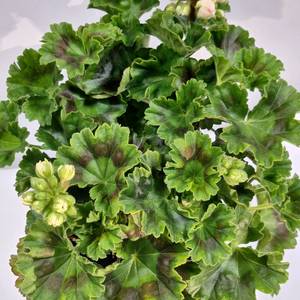 제라늄 프린스구스타프 특대품