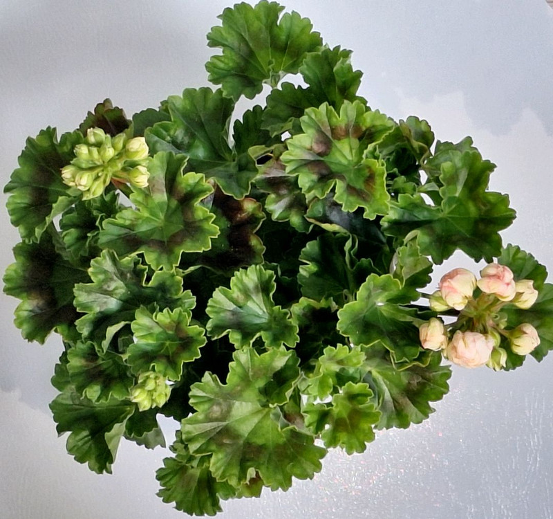 제라늄 프린스구스타프 특대품--5