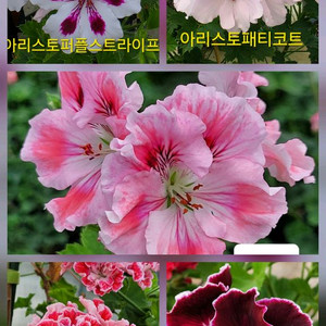 리갈제라늄 5종 이미지