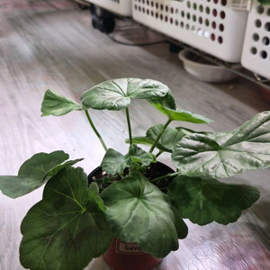 제라늄. 루비5월의신부