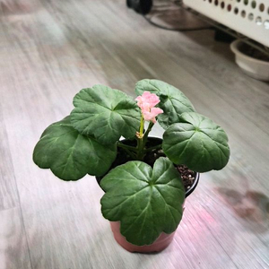 제라늄. 메이사랑의언약