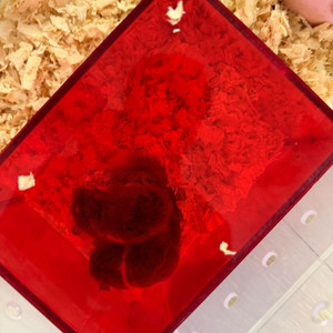 피그미 다람쥐 분양합니다.3마리 이미지