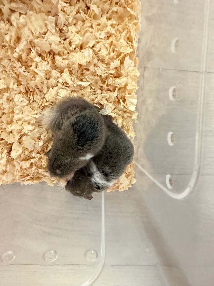 피그미 다람쥐 분양합니다.3마리 이미지