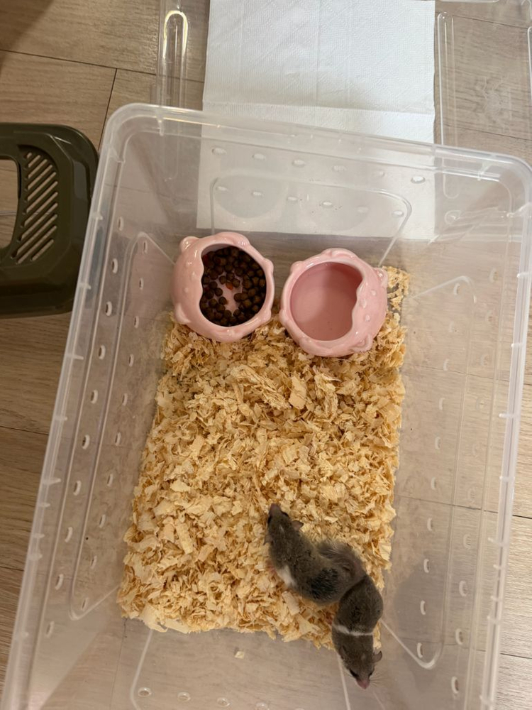 피그미 다람쥐 분양합니다.3마리 이미지