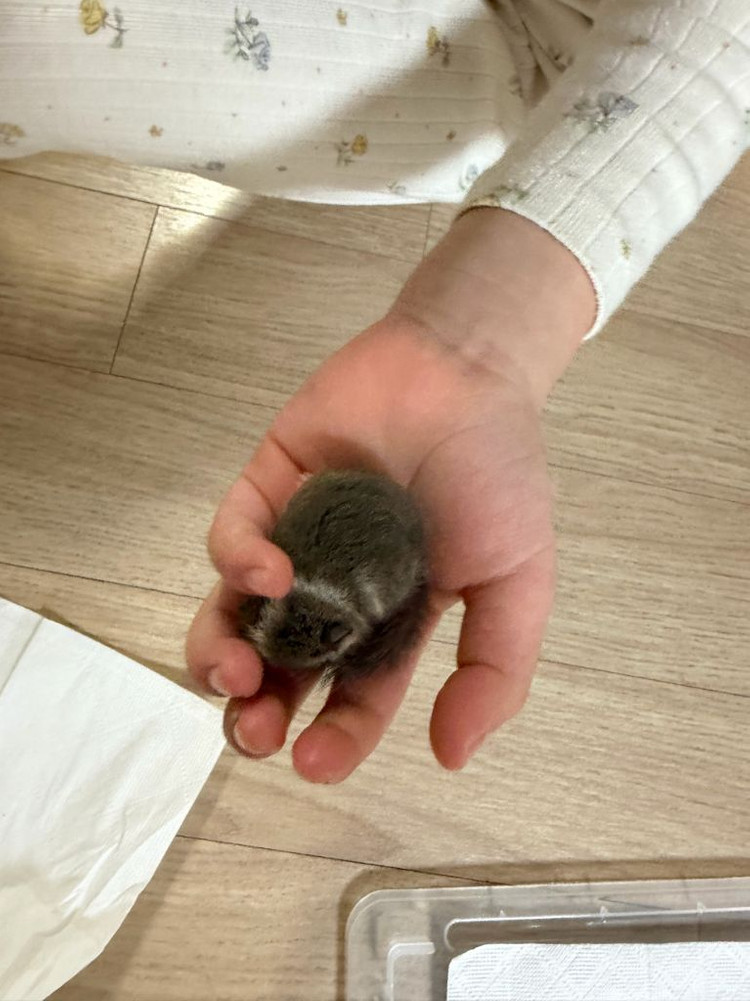 피그미 다람쥐 분양합니다.3마리 이미지