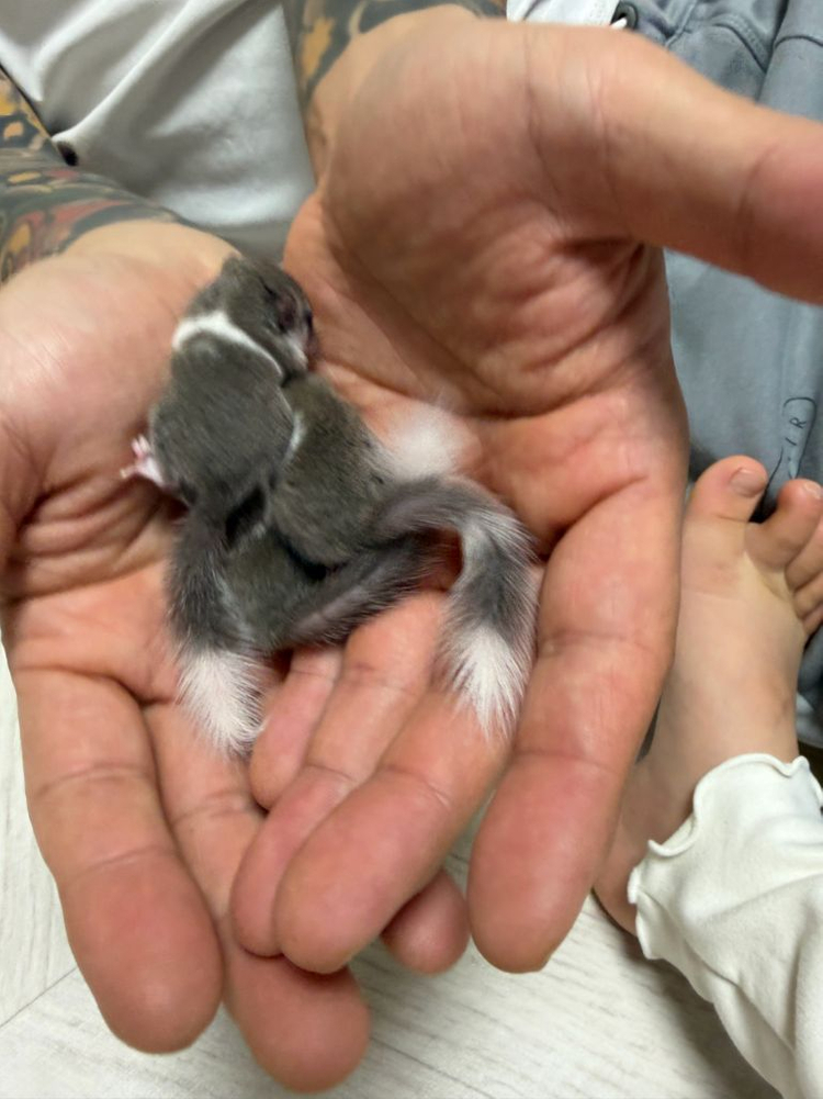 피그미 다람쥐 분양합니다.3마리 이미지