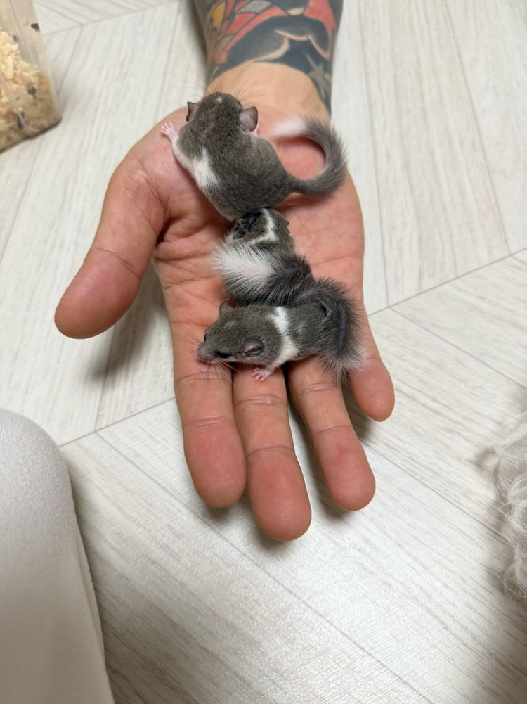 피그미 다람쥐 분양합니다.3마리 이미지