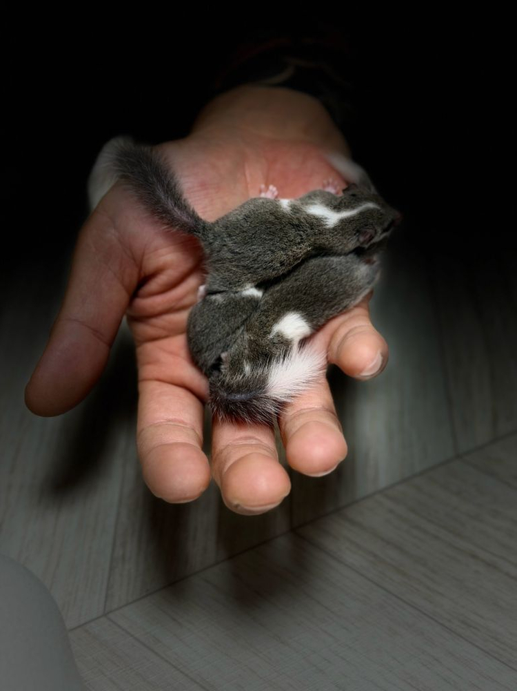 피그미 다람쥐 분양합니다.3마리 이미지