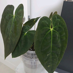 안스리움 구나얄라 x 구나얄라