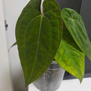 안스리움 군나얄라 하이브리드