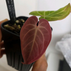 안스리움 베쎄 하이브리드