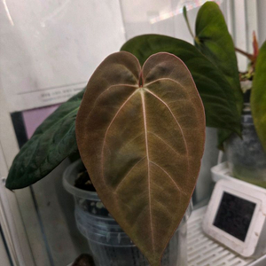 안스리움 다크피닉스 x 미쉘