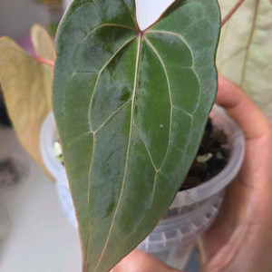 안스리움 레드마마