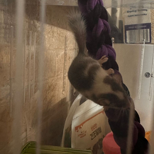 창원/피그미다람쥐/오레오/암컷 이미지