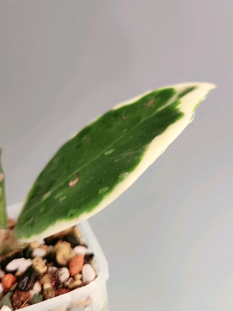 호야 양지알보--1