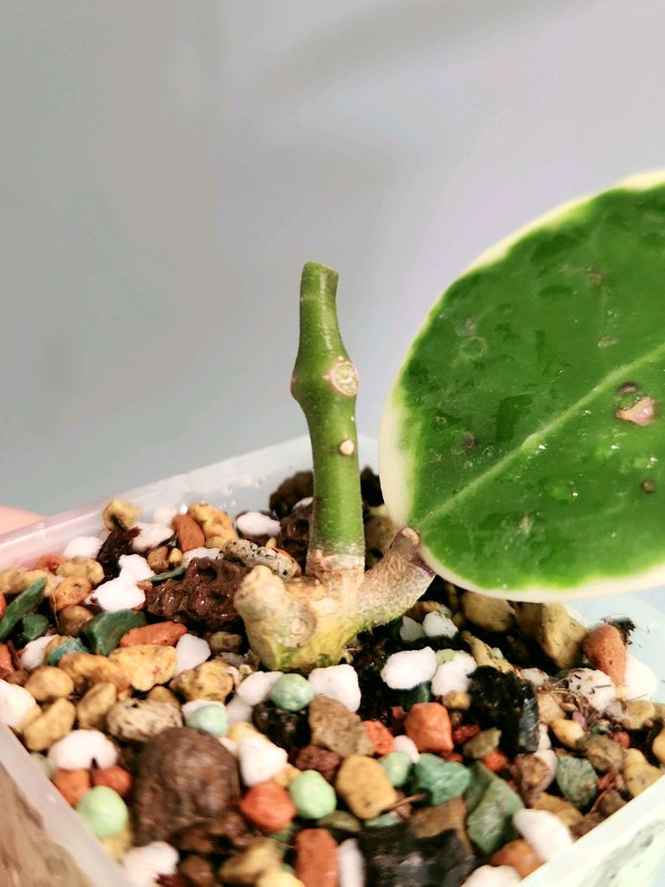 호야 양지알보--2