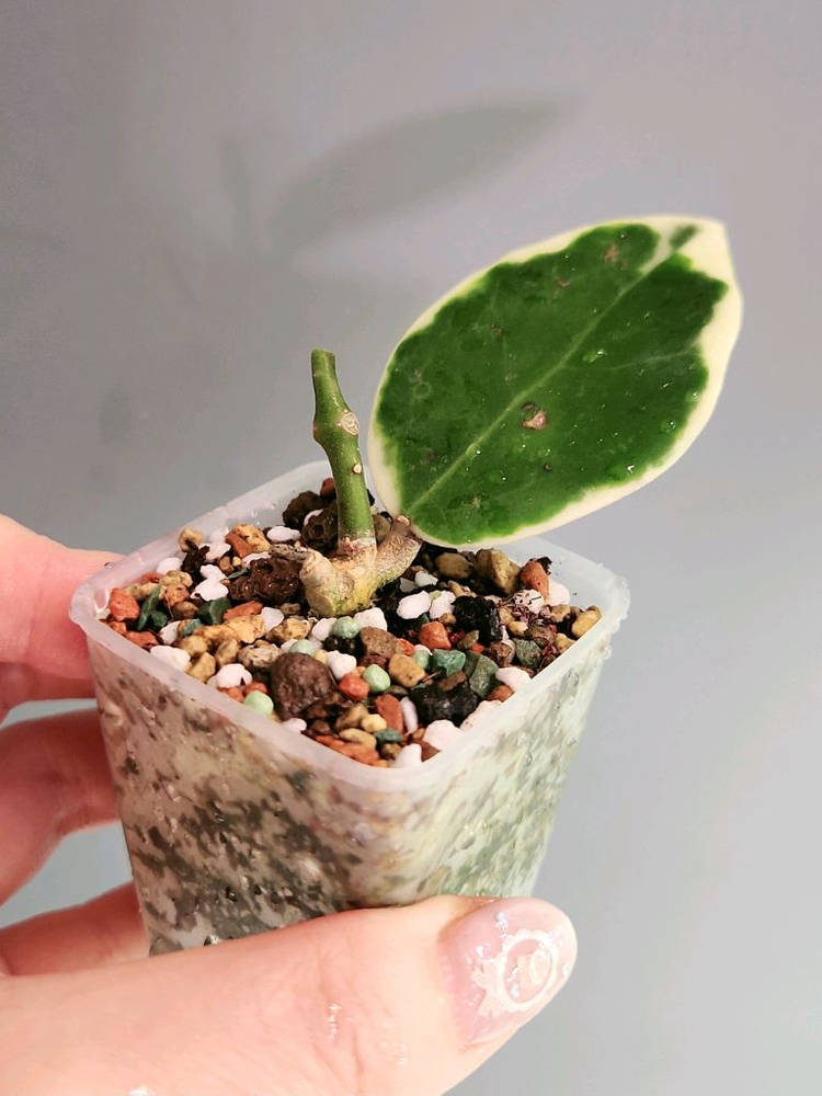 호야 양지알보--3