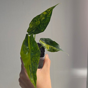 (자구묘)알로카시아 심포 옐로우