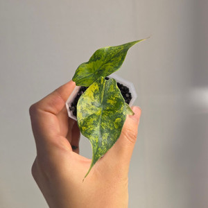 (자구묘)알로카시아 심포 옐로우