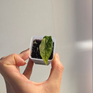 알로카시아 미스틱