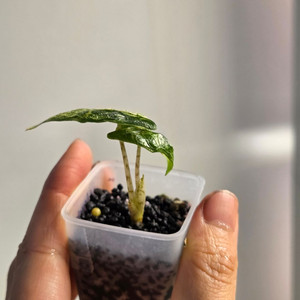 (자구묘)알로카시아 미스틱