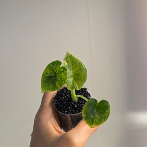 (자구묘)알로카시아 멜로 아우레아