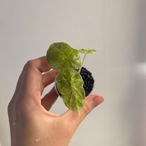 (자구묘)알로카시아 골드본(핑크본)5세대