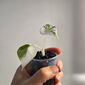 (자구묘)알로카시아 드래곤 실버 바리에가타