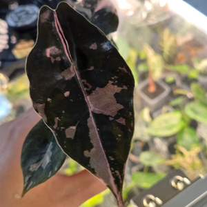 (S급 무천이)알로카시아 찬트리에 핑크 바리에가타 왕 자구묘