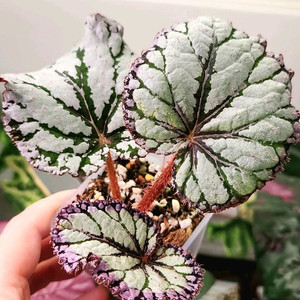 베고니아 DS-보그 스피릿 이미지