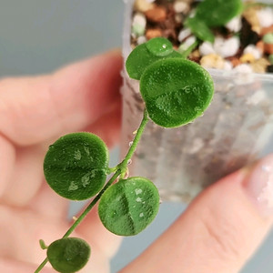 호야 뉴원산엔시스 신문산