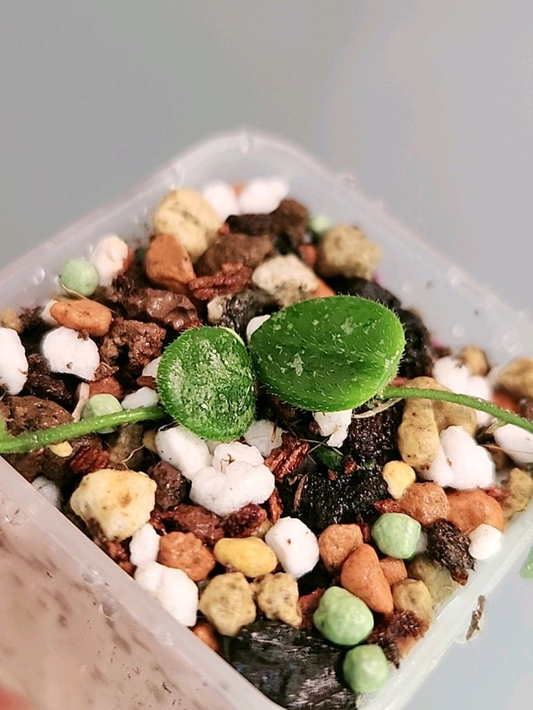 호야 뉴원산엔시스 신문산--1