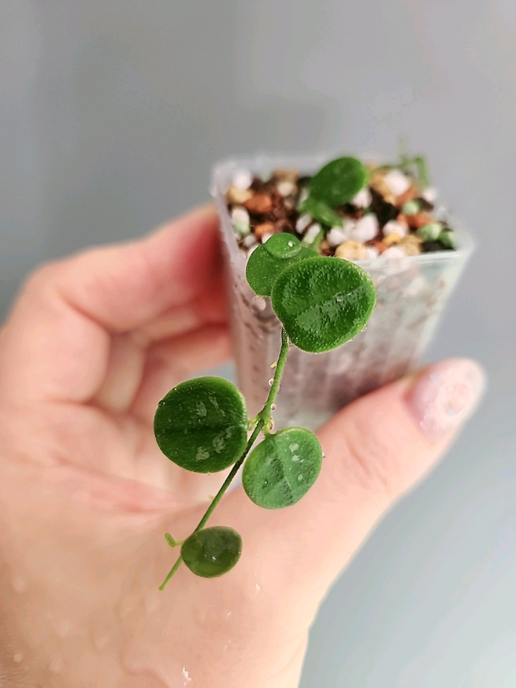 호야 뉴원산엔시스 신문산--2