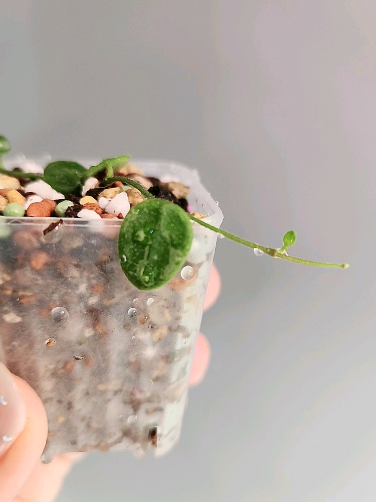 호야 뉴원산엔시스 신문산--3