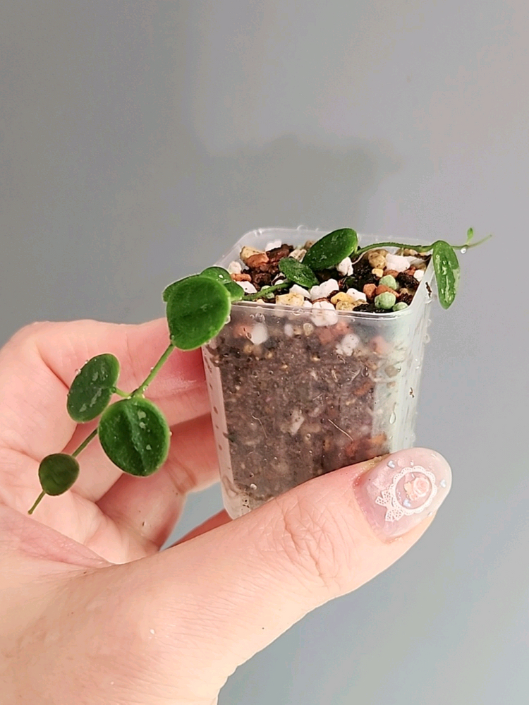 호야 뉴원산엔시스 신문산--4