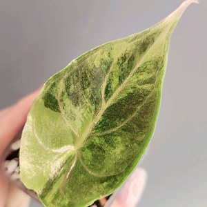 알로카시아 아즈라니 옐로우 바리에가타