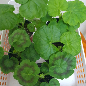 제라늄 ,세트분양,개별분양