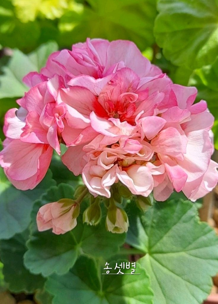 제라늄 ,세트분양,개별분양--2