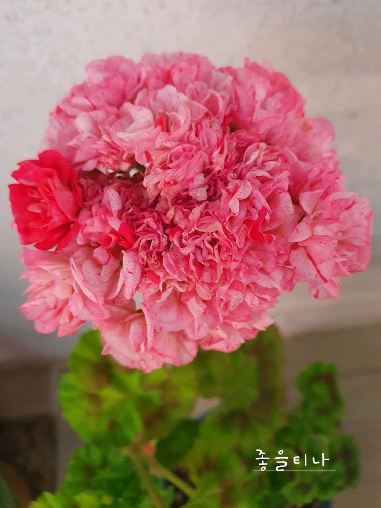 제라늄 ,세트분양,개별분양--3